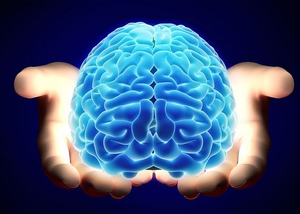 Британские ученые сообщили о способности розмарина улучшать память
