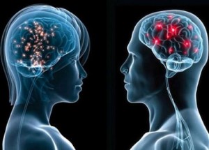мужской и женский мозг отличия2